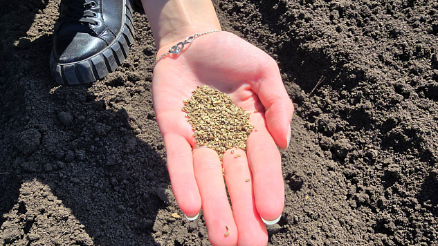 Аспирантка Анна Асеева работает над созданием атласа апробационных признаков моркови столовой