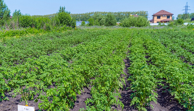На полях ГАУ Северного Зауралья выращивают оздоровленный семенной картофель по заказу сельхозпредприятий
