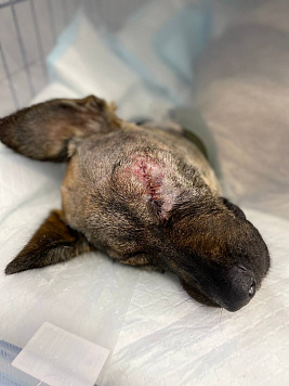 Ветеринары ГАУ Северного Зауралья спасли жизнь собаке Яре