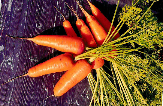 ГАУ Северного Зауралья запатентовал новый сорт моркови с высоким содержанием каротина
