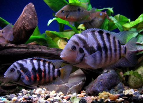 Улучшить микроклимат в кампусе помогут аквариумные рыбки